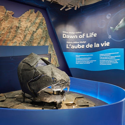Royal Ontario Museum: General Admission Ticket