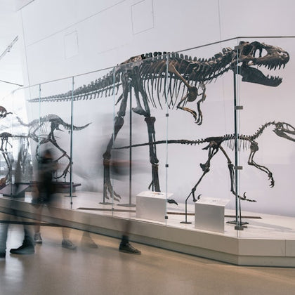 Royal Ontario Museum: General Admission Ticket