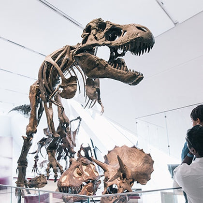 Royal Ontario Museum: General Admission Ticket