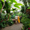 Bloedel Conservatory