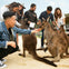 Feed the Kangaroos at Sydney Zoo