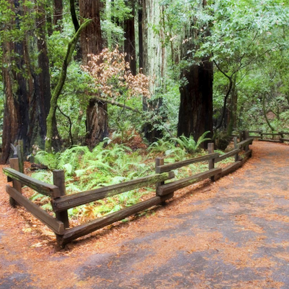 From San Francisco: Day Trip to Muir Woods & Sausalito