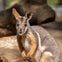 A close-up of a kangaroo standing outdoors in a natural environment with blurred rocks and greenery in the background.