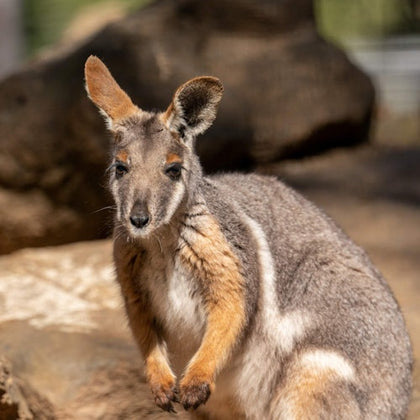 A close-up of a kangaroo standing outdoors in a natural environment with blurred rocks and greenery in the background.