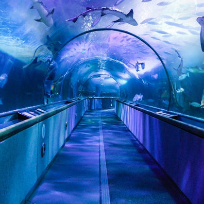 San Francisco Pass: 35+ Attractions with Hop-on Hop-Off Bus