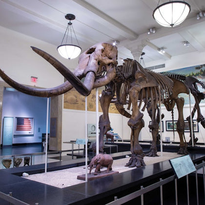 A mammoth skeleton at the American Museum of Natural History.