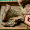 A person uses a brush to clean a large, fossilized bone in a wooden tray, revealing its textured surface.