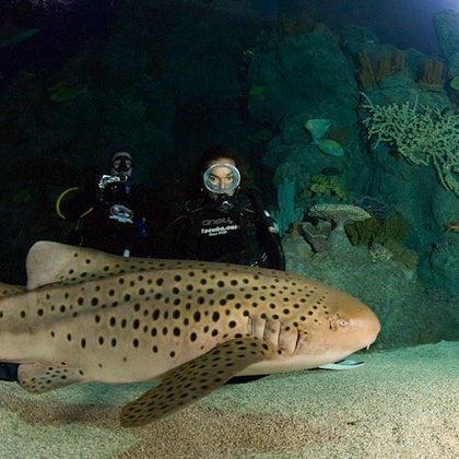 Downtown Aquarium Houston: Entry Ticket