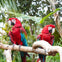 Bloedel Conservatory