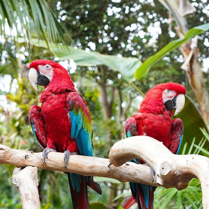 Bloedel Conservatory