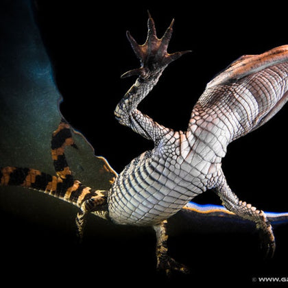 Everglades: Gator Nights 60-Minute Airboat Adventure