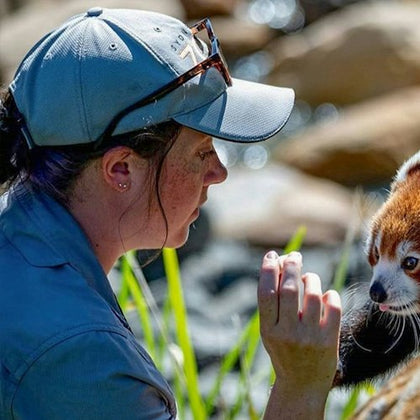 Sydney Zoo Staff Feeding Cute Red Panda