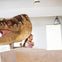 A child looks amazed and slightly scared while interacting with a large dinosaur head model inside a modern, well-lit room.