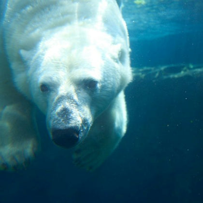 A polar bear swims underwater, its face and front paws clearly visible in the blue water.