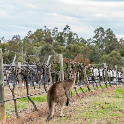 A kangaroo standing in a vineyard with posts and vines. Trees and a cloudy sky are visible in the background.