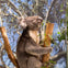 Featherdale Wildlife Park