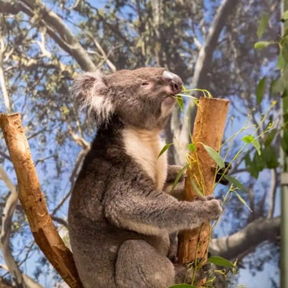Featherdale Wildlife Park