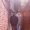 Step back in time to discover the narrow cobblestone streets of the historic Beacon Hill.