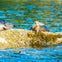 Vancouver: City and Seal Cruise