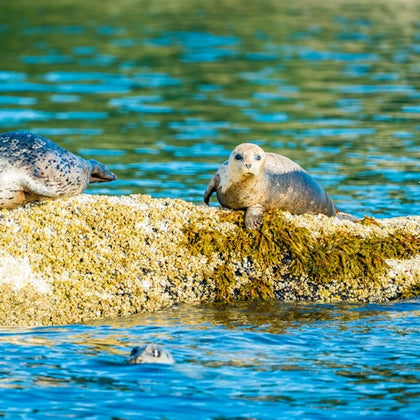 Vancouver: City and Seal Cruise
