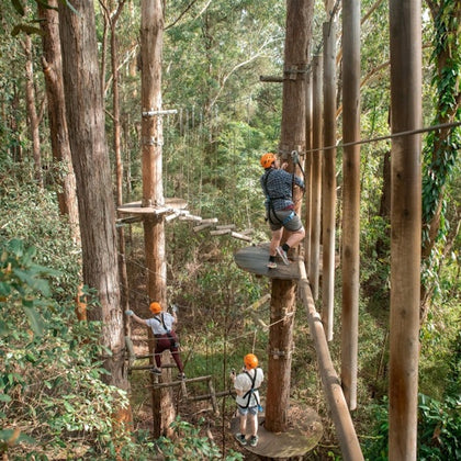 People wearing safety harnesses and helmets navigate a treetop obstacle course among tall trees in a forest.