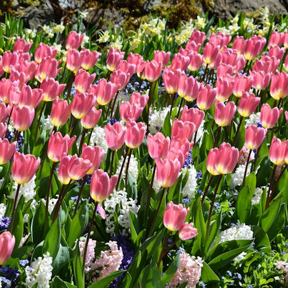 A garden with numerous pink tulips and a mix of white and purple flowers amidst green leaves.