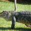 An alligator walking on grass with a tree trunk visible in the background.