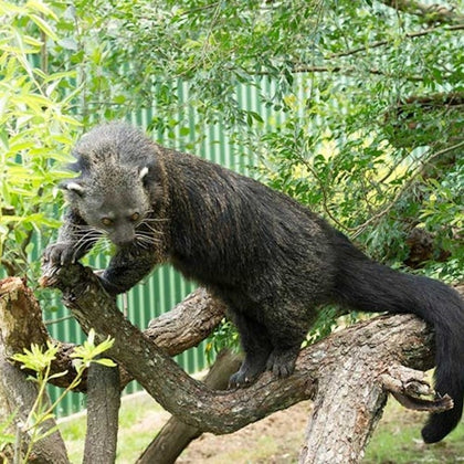 Animal encounters at Mogo Wildlife Park