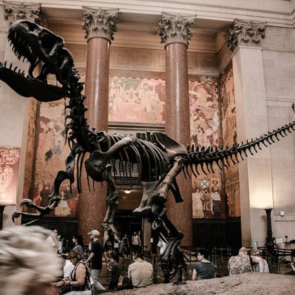 A dinosaur skeleton inside the American Museum of Natural History entrance.