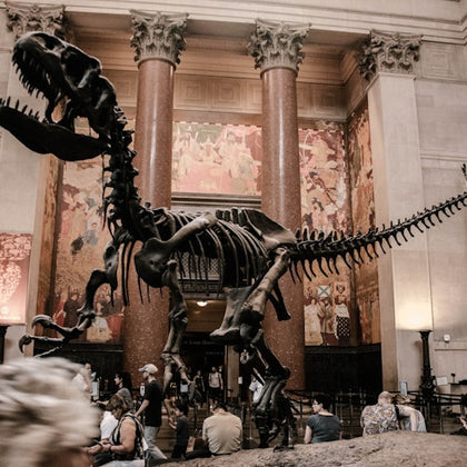 A dinosaur skeleton inside the American Museum of Natural History entrance.