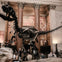 A dinosaur skeleton inside the American Museum of Natural History entrance.