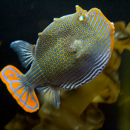 SEA LIFE Sydney Aquarium: Entry Ticket
