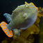 SEA LIFE Sydney Aquarium: Entry Ticket