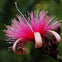 Flamingo Gardens: Skip The Line Ticket