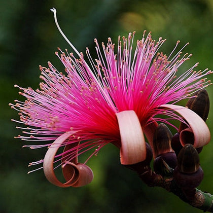 Flamingo Gardens: Skip The Line Ticket