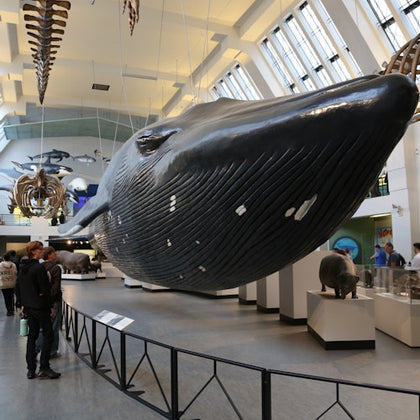 A large blue whale model suspended in a museum gallery, with visitors observing and exhibits displayed around.