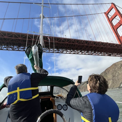 sailing under the Golden Gate Bridge