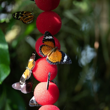 Cockrell Butterfly Center at the Houston Museum of Natural Science: Entry Ticket