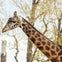 Close-up of a giraffe's head and neck with trees in the background.