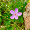 A vibrant purple flower with five petals grows among green foliage and a rock in a natural outdoor setting.