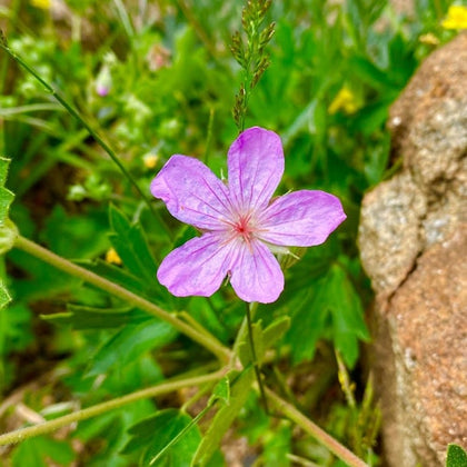 A vibrant purple flower with five petals grows among green foliage and a rock in a natural outdoor setting.