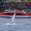 A whale breaches near a red and white boat with people observing, set against a rocky coastal backdrop.