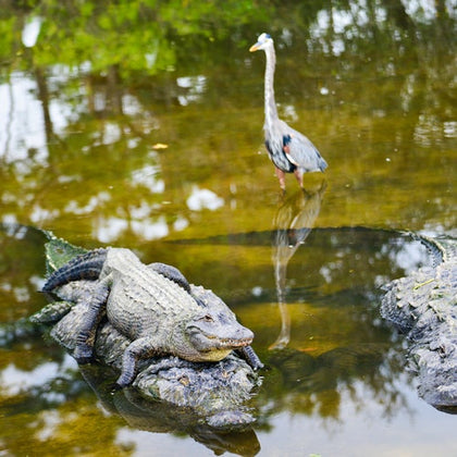 Everglades: Gator Nights 60-Minute Airboat Adventure