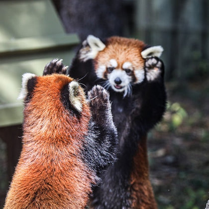 Two red pandas facing each other with raised paws, appearing playful, in an outdoor setting with blurred background.