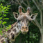 Franklin Park Zoo: Entry Ticket