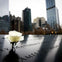 A white rose placed on a memorial with engraved names, with city buildings blurred in the background.