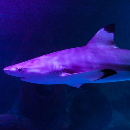 SeaQuest Fort Worth: Entry Ticket