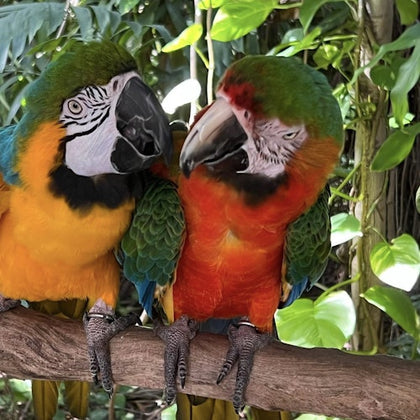 Two colorful parrots perched on a branch, surrounded by green leaves in a lush, tropical setting.