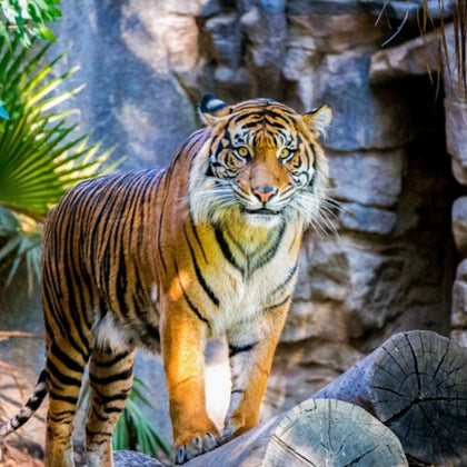 A tiger standing on a log in a rocky and leafy environment, looking forward with an alert expression.