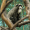 Franklin Park Zoo: Entry Ticket